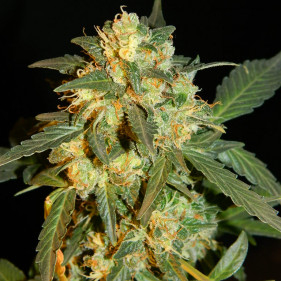 Auto Ultraviolet (Ультравиолет, Ультрафиолет ТГК 21%)